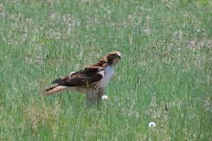Red-tailed-Field
