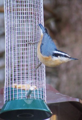 Red-breastedNuthatch