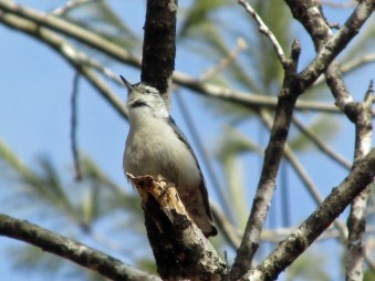 WBNuthatch-Poised