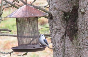 WBNuthatch-WithSeed