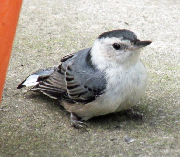 WhiteBReastedNuthatchie_edited-1