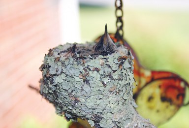 ABC-HummerBabies-May31