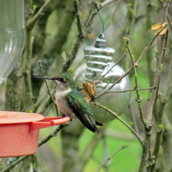 CooperativeRUBY_edited-1