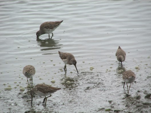 Dowitchers
