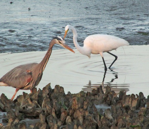 GreatBlue-Egret