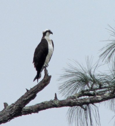 Osprey-Brook