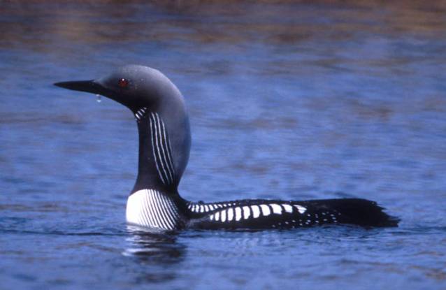 Pacific_loon