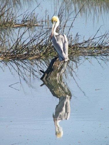 Pelican=Reflected