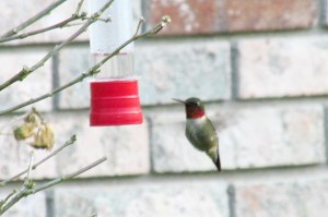 Ruby-throat