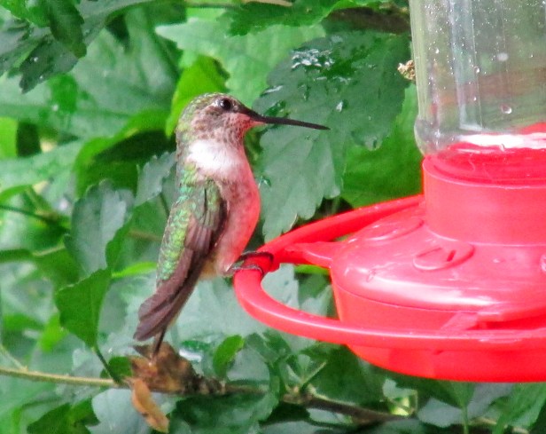 Ruby-throatedFemale-EYE