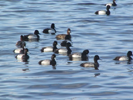Scaup
