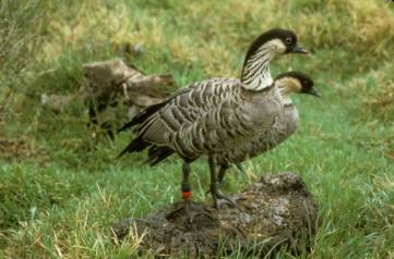 Two_Nene_Geese_Hawaiian_Species