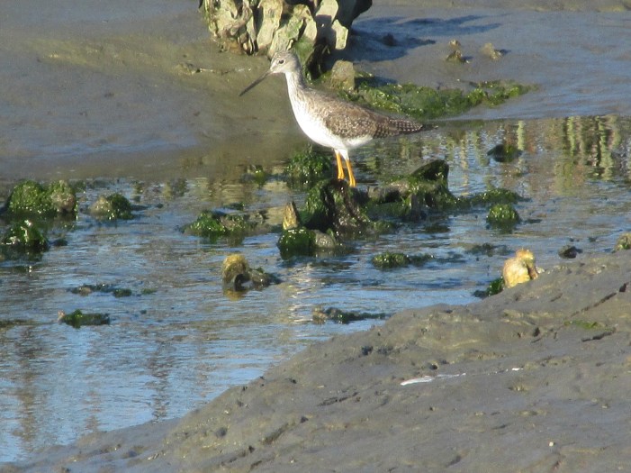Yellowlegs