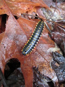 Millipede-Rainy