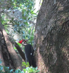 Pileated-1