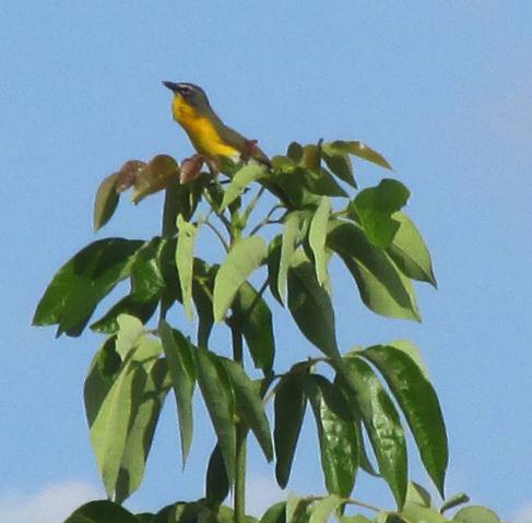 920921_10200729160063776_888323380_o