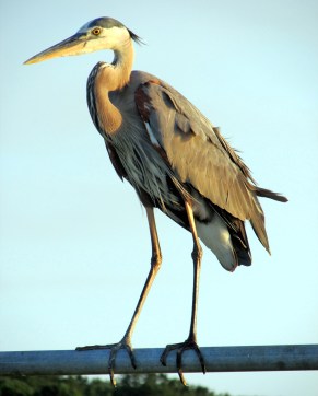 GreatBlueHeron-Serene