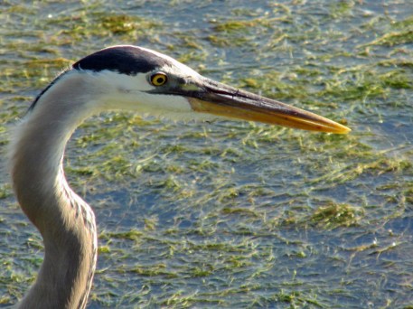 Heron_Face