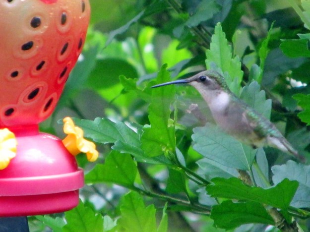 Hummer-BerryFeeder