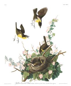 Plate-137-Yellow-breasted-Chat-final 2