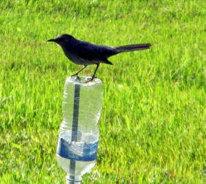 Catbird-Bottle