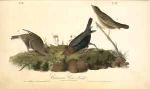 John-James-Audubon-Common-Cow-bird.-1.-Male.-2.-Female.-3.-Young