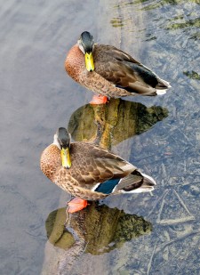 Mallard-Drakes