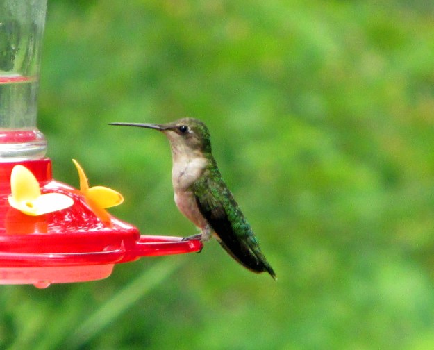 MommyHummer