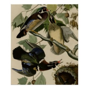 summer_or_wood_duck_poster-r202a76c41b0943c6a2a73ee248ac00ca_wvy_8byvr_324