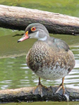 WoodDuck-Eclipse