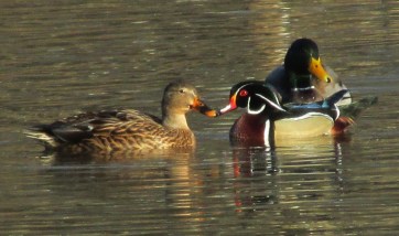 WoodDuck-Mallards