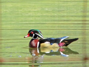 WoodDuck-March29