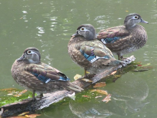 WoodDucks