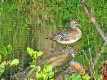 WoodDuckStanding