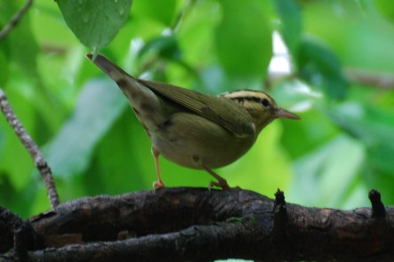 2669329625_a5a6b7d951_o (1)