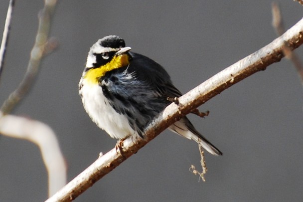 3262118976_31abee6bae_o