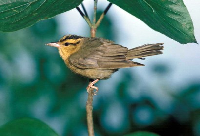Worm-eatingWarbler