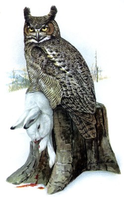 Painting by Louis Agassiz Fuertes depicting a great horned owl with one of its primary prey species, a snowshoe hare.