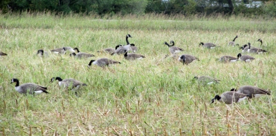 Geese-Flock 2