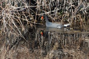 16581932674_45e2633dc5_b