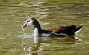 Gallinule-One
