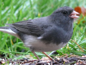 Junco-Ground