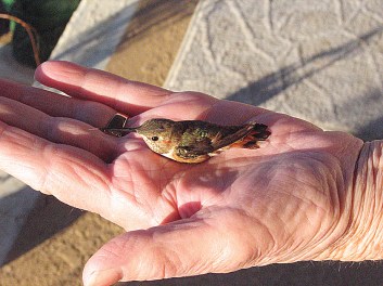 Rufous-BettyKirby-Three-Program