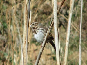 SongSparrow-Cattailss