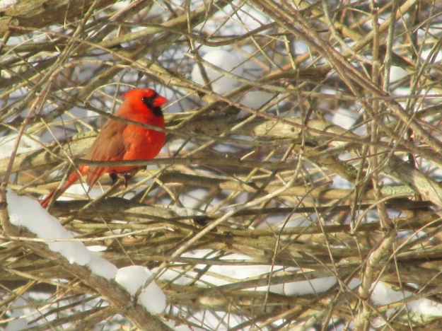 Cardinal-Enclosed