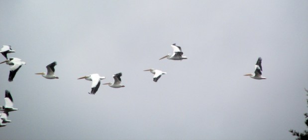 WhitePelicanFlock