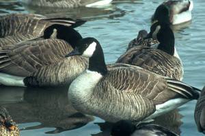 Canada_Geese