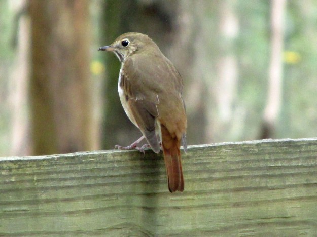 HermitThrush-April