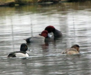 Ringneckers-Redheaders
