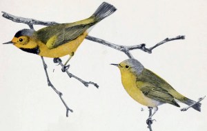 Bachman's_Warbler